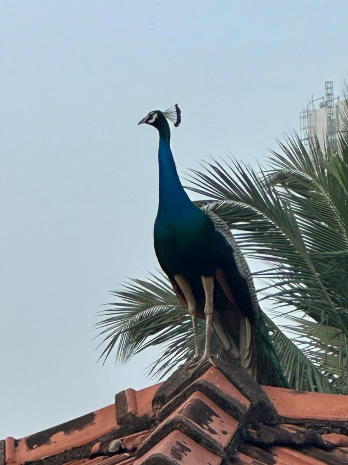 Yolanda Villa Negombo Dış mekan fotoğraf